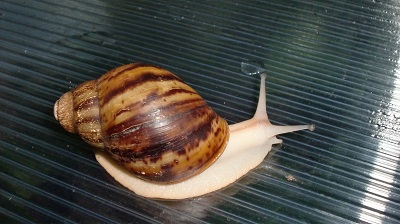 Tierbilder Mai 109.JPG