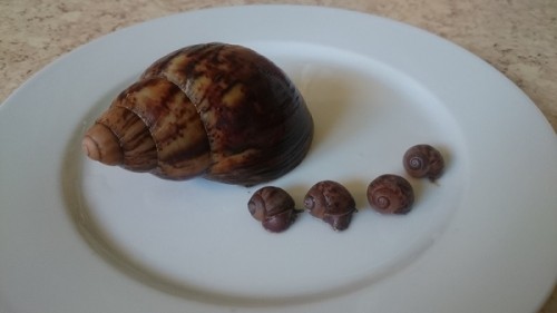Ovum klein 3.jpg