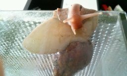 IMG_1462826370353_51908 (1).jpg