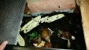 Schnecke_5.jpg