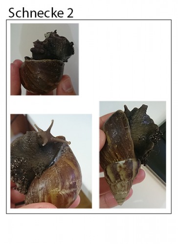 schnecken2.jpg