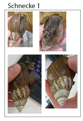 schnecken1.jpg