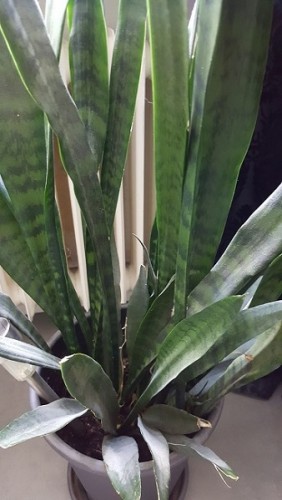 20160605_130446.jpg