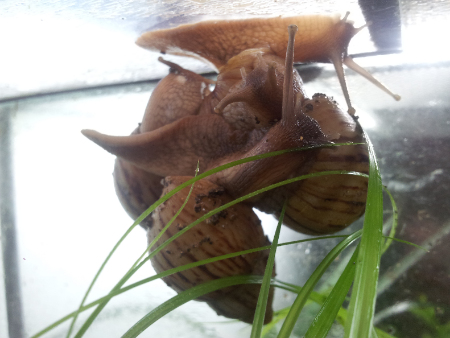 achatina craveni.jpg