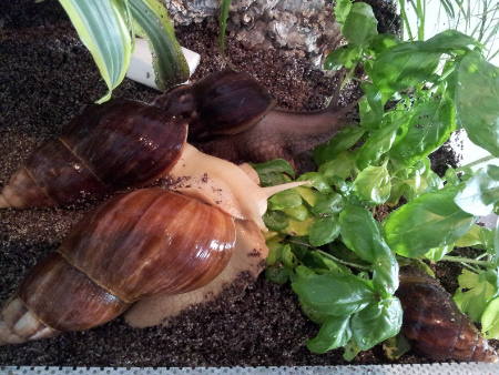 achatina fulica.jpg