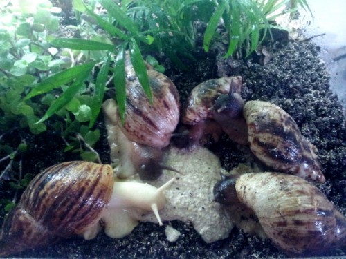 achatina reticulata.jpg