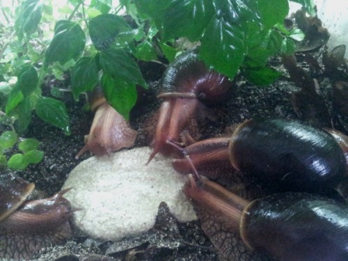 achatina immaculata.jpg
