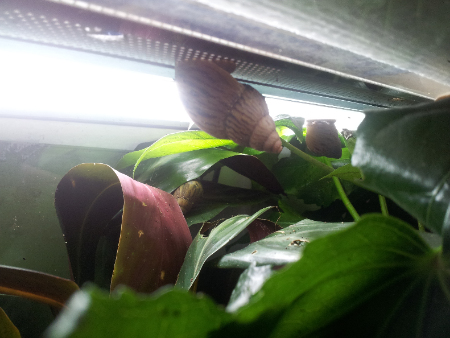 achatina zanzibarica.jpg