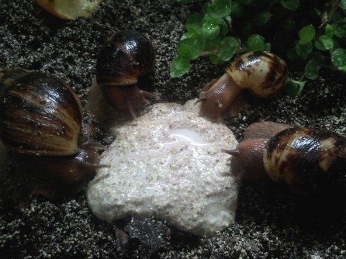 achatina albopicta.jpg