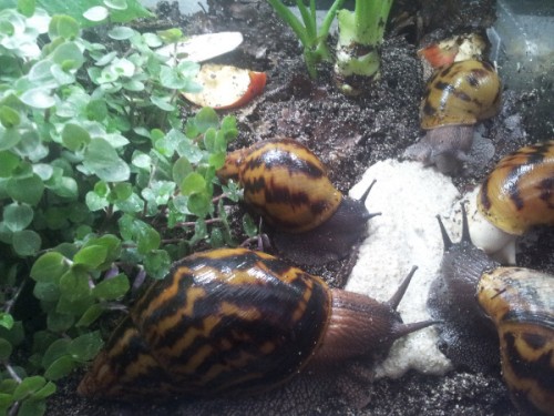 achatina achatina.jpg