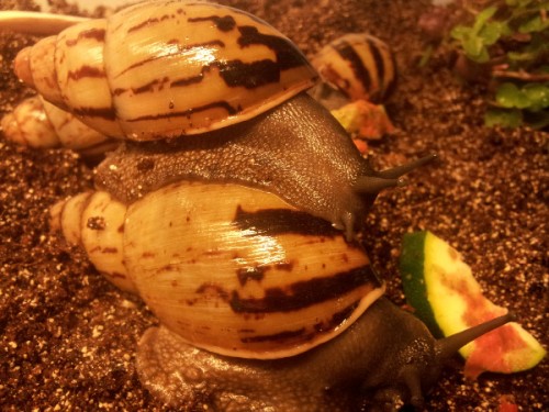 archachatina camerunensis.jpg