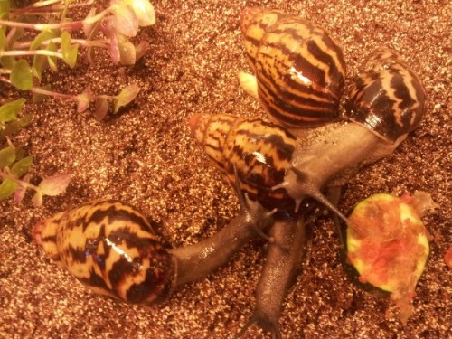 archachatina adelinae.jpg