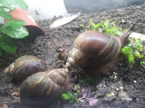 archachatina degneri.jpg