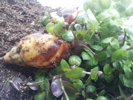 archachatina marginata eduardi clenchi.jpg