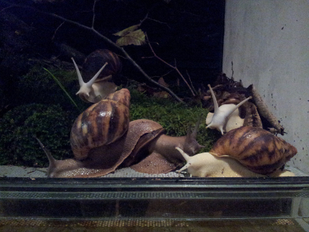 archachatina marginata suturalis.jpg