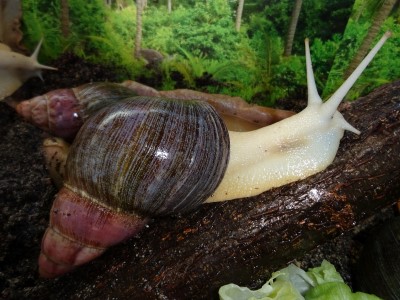 A. ventricosa (1).JPG