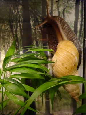 A.fulica (1).JPG