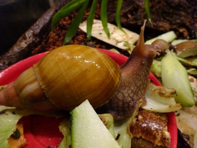 A.fulica (2).JPG