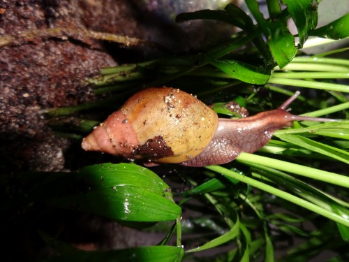 A.fulica (3).JPG