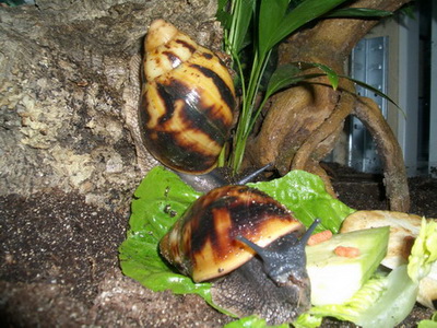 marginata3.jpg