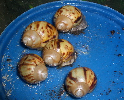 marginata1.jpg