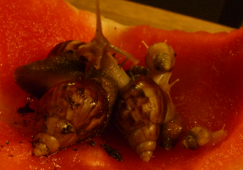 Alle wach und am essen.png