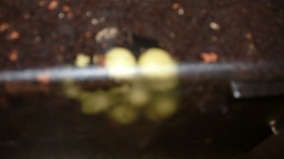 Tierbilder Juli 001.JPG