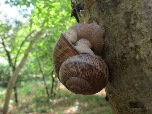 foto_moldawien_weinbergschnecke.jpg