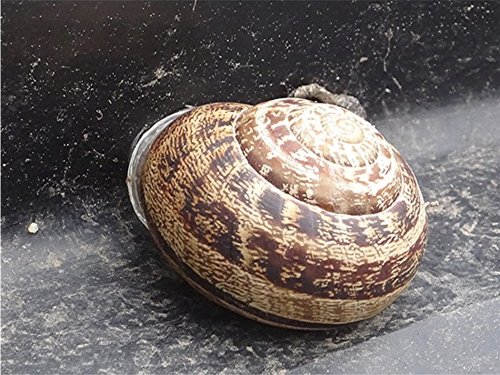 DSC06811 Nudelschnecke, Eobania vermiculata, Ausschnitt, Schärfe, klein.JPG