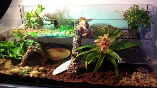 new_snail_tank_by_blackdragon_sama-dacyqok.jpg