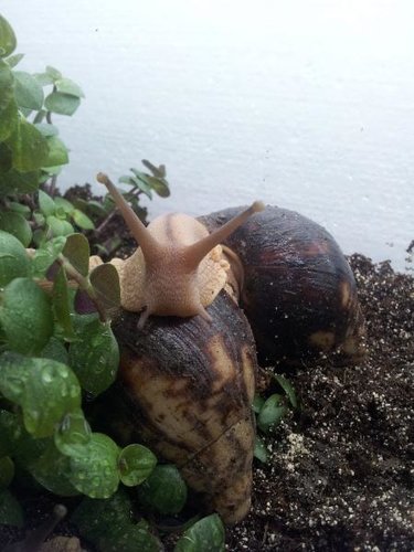 K640_archachatina marginata eduardi.JPG