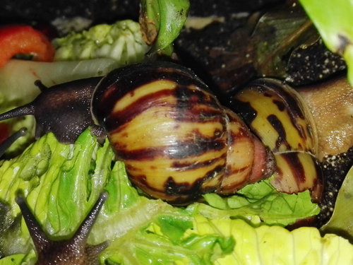 tincta two tone1.jpg