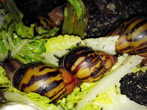 tincta two tone3.jpg