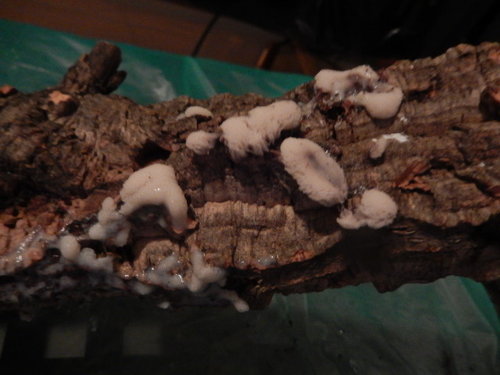 DSCN4349.JPG