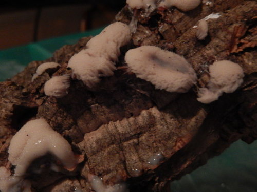 DSCN4357.JPG
