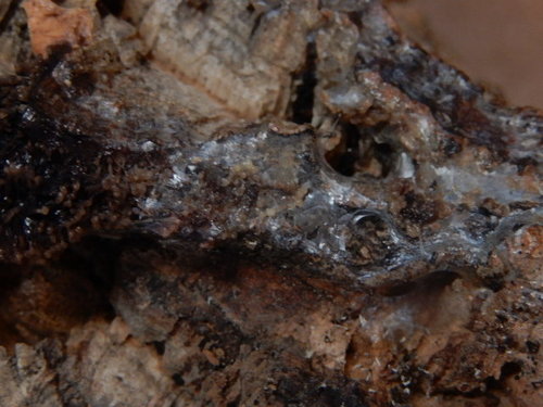 DSCN4369.JPG