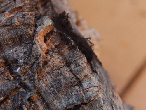 DSCN4428.JPG