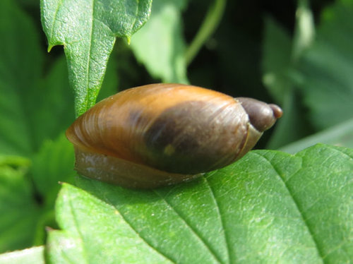 foto_deutschland_schnecke.jpg