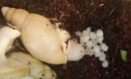 baby eggs.jpg