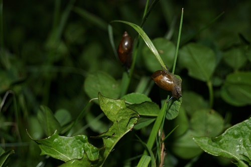 Bernsteinschnecken auf der Wiese.jpg