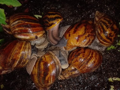 Achatina achatina.jpg