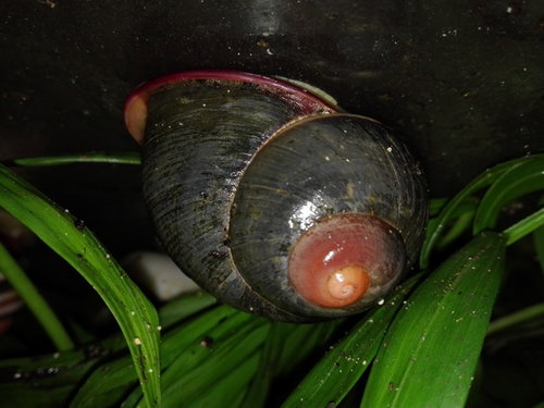 Acavus haemastoma haemastoma.jpg