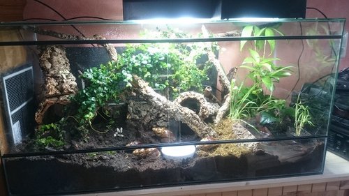 Schnecken im Terrarium 1.jpg