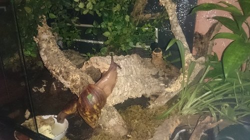 Schnecken im Terrarium 3.jpg