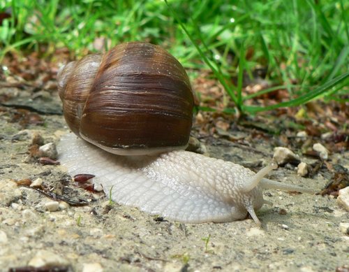 weinbergschnecke_02.jpg