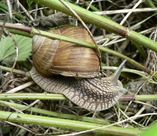 weinbergschnecke_03.jpg