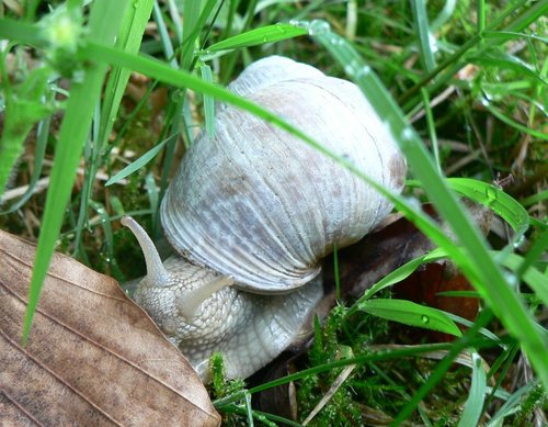 weinbergschnecke_05.jpg