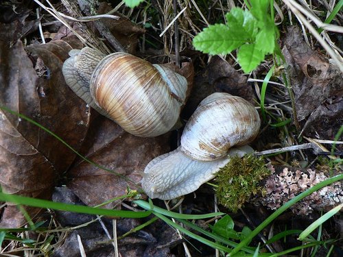 weinbergschnecke_04.jpg