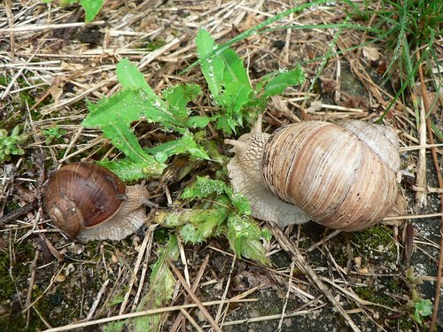 weinbergschnecke_06.jpg