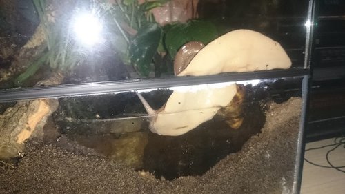 Tauchschnecke 1a.jpg